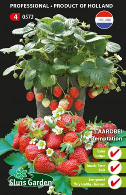 Strawberry Temptation (Fragaria) 25 seeds SL